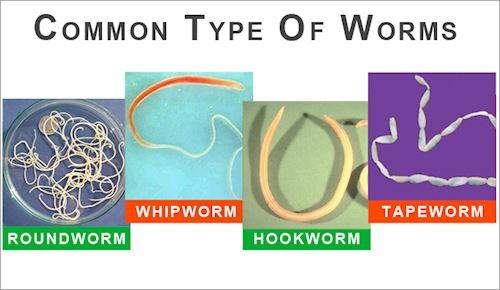 Intestinal Worms-Melton Veterinary Clinic
